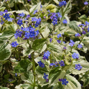 Brunnera 'Variegata' Perennial Bedding