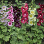 Hollyhock 'Halo Mixed' | Alcea rosea Perennial Bedding