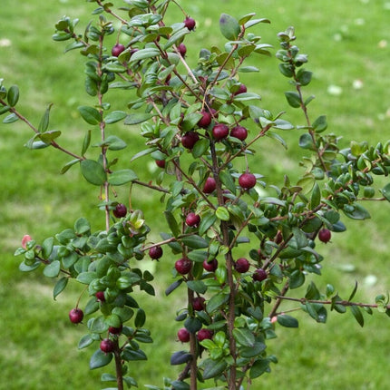 Chilean Guava | Ugni molinae Soft Fruit