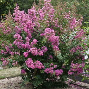 Crepe Myrtle | Lagerstroemia indica Shrubs
