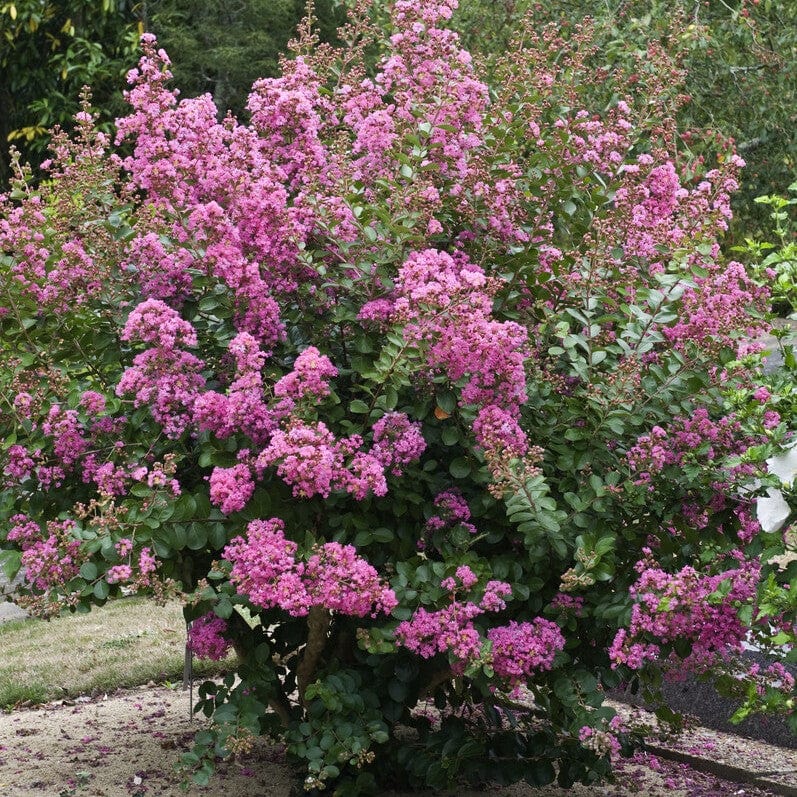 Crepe Myrtle | Lagerstroemia indica Shrubs