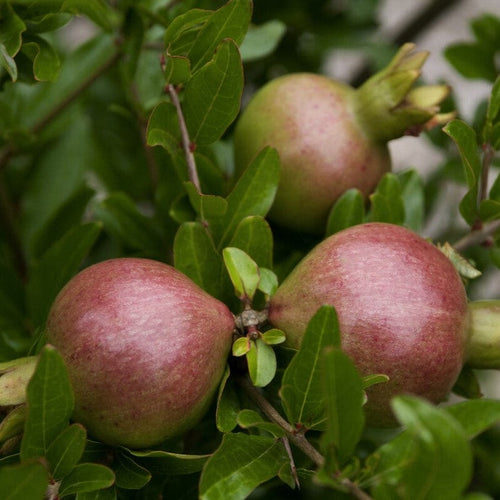 'Nana' Patio Pomegranate Tree Soft Fruit