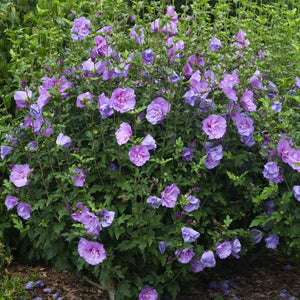 Hibiscus 'Lavender Chiffon' Shrubs