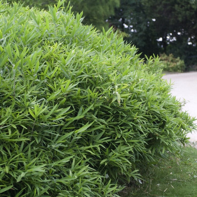 Arrow Bamboo | Pseudosasa japonica Shrubs