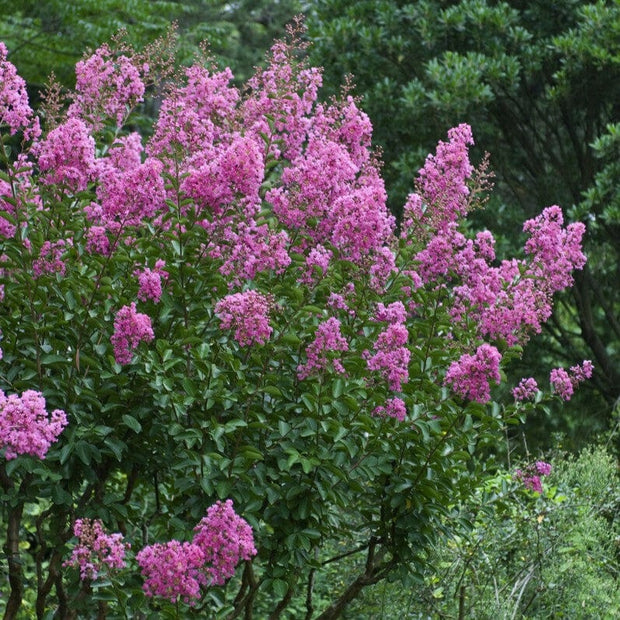 Crepe Myrtle | Lagerstroemia indica Shrubs