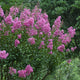 Crepe Myrtle | Lagerstroemia indica Shrubs