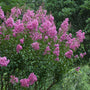 Crepe Myrtle | Lagerstroemia indica Shrubs