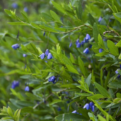 Bluebell Creeper | Sollya heterophylla Climbing Plants