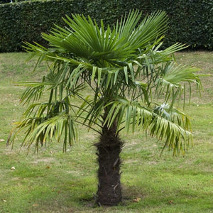 Hardy Windmill Palm | Trachycarpus fortunei Shrubs