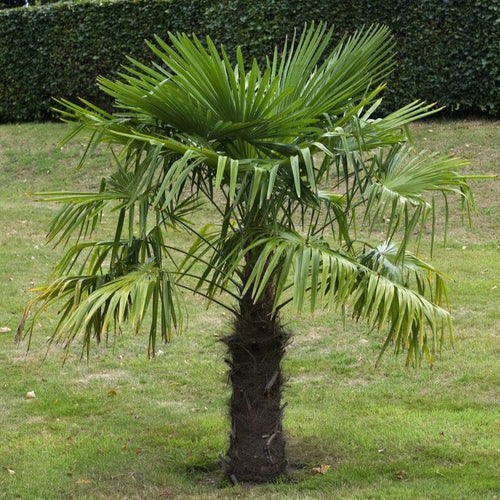 Hardy Windmill Palm | Trachycarpus fortunei Shrubs