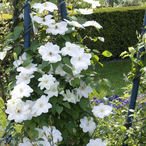 Clematis 'Guernsey Cream' Climbing Plants