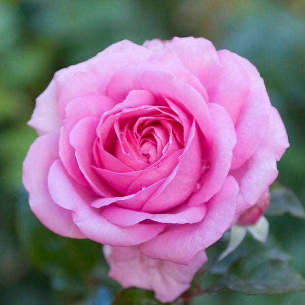 Mum in a Million' Hybrid Tea Rose Shrubs