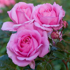 'Mum in a Million' Hybrid Tea Rose Shrubs