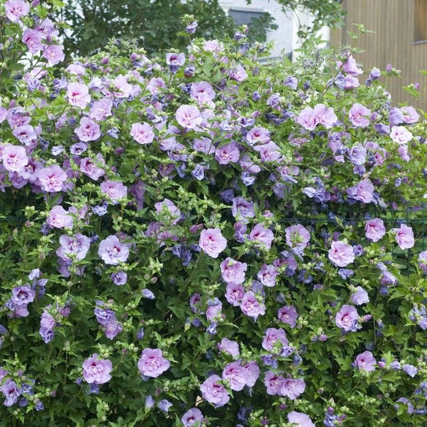 Hibiscus 'Lavender Chiffon' Shrubs