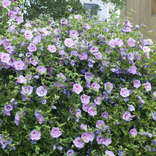 Hibiscus 'Lavender Chiffon' Shrubs