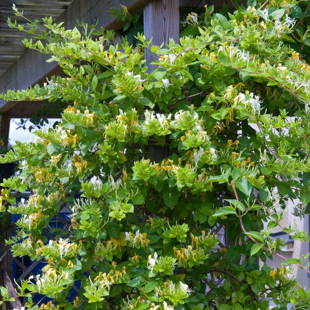 Japanese Honeysuckle | Lonicera Japonica Climbing Plants