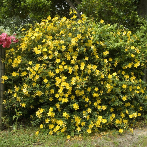 St John's Wort | Hypericum 'Hidcote' Shrubs