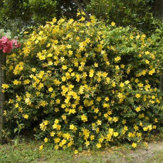 St John's Wort | Hypericum 'Hidcote' Shrubs
