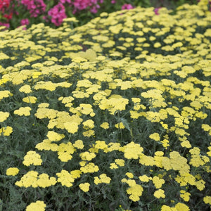 Achillea 'Moonshine' Perennial Bedding