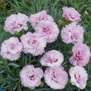 Dianthus 'Scented Tickled Pink' Perennial Bedding
