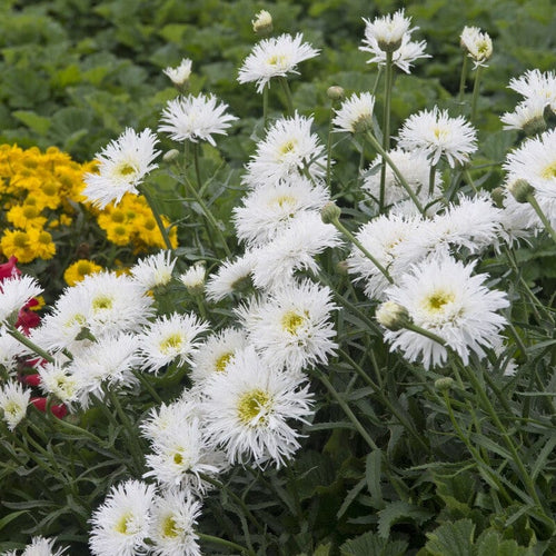 Leucanthemum 'Crazy Daisy' Perennial Bedding