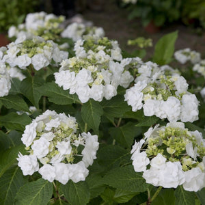 Premium Plant in a 5L Pot Shrubs