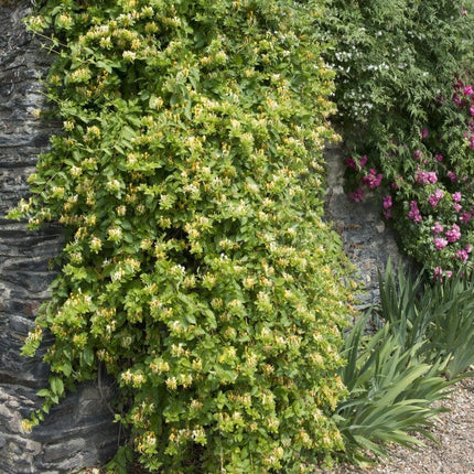 Hall's Japanese Honeysuckle | Lonicera japonica 'Halliana' Climbing Plants
