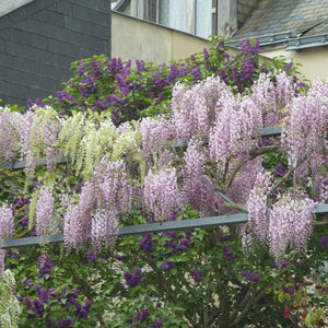 Pink Japanese Wisteria | Wisteria floribunda 'Rosea' Climbing Plants