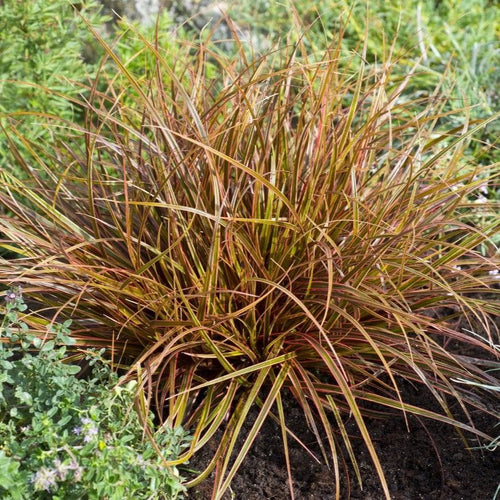 Uncinia 'Everflame' Perennial Bedding