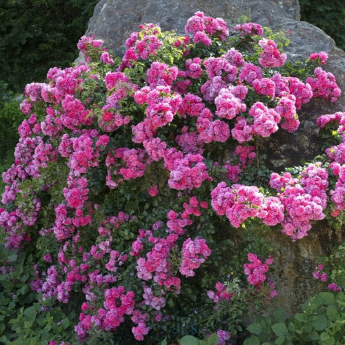 'Flower Carpet Pink' Carpet Rose Shrubs