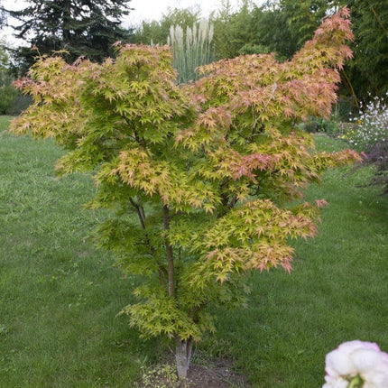 Japanese Maple Tree | Acer palmatum 'Orange Dream' Ornamental Trees