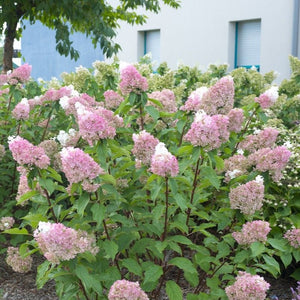 Hydrangea paniculata 'Sundae Fraise' Shrubs