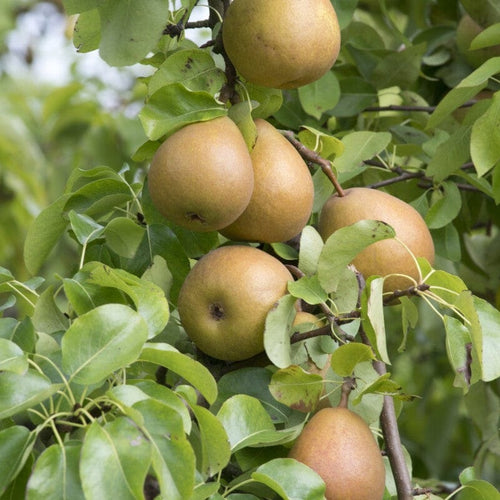 'Beurré Hardy' Pear Tree Fruit Trees