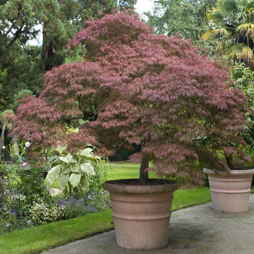 Japanese Maple Tree | Acer palmatum 'Ornatum' Ornamental Trees
