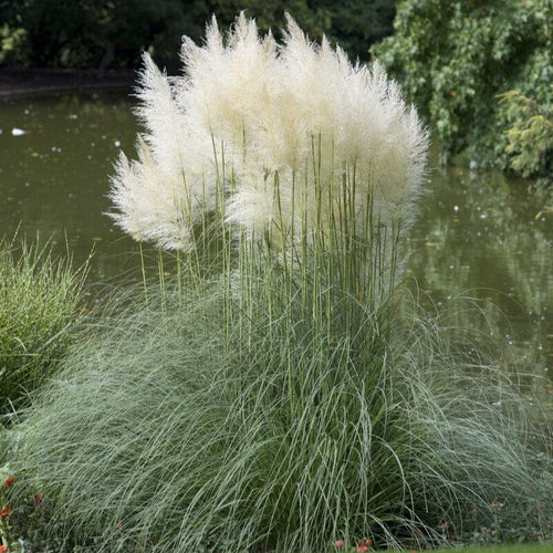 White Pampas Grass | Cortaderia selloana 'White Plume' Perennial Bedding