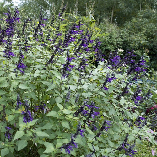 Salvia 'Amistad' Perennial Bedding