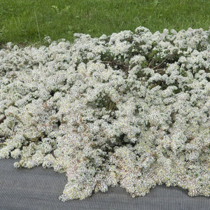 Aster ericoides 'Snow Flurry' Perennial Bedding