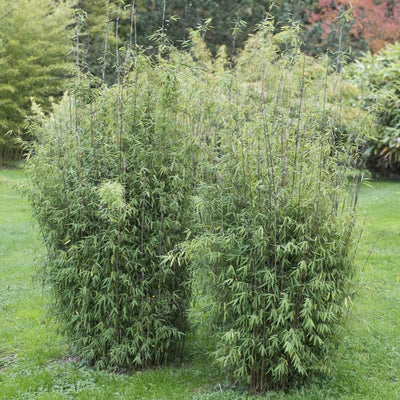 Dragon Head Bamboo | Fargesia rufa Shrubs