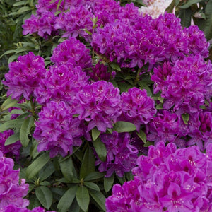 Rhododendron 'Anah Kruschke' Shrubs