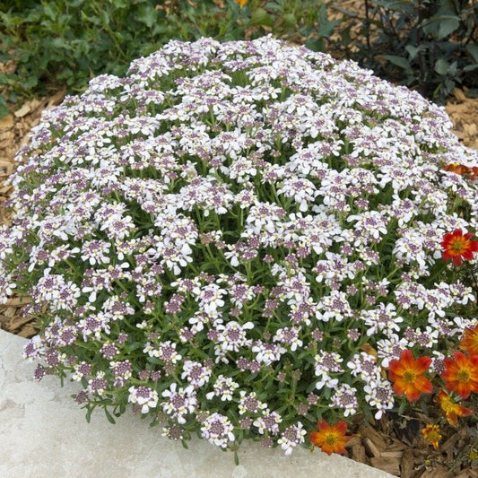 Iberis sempervirens 'Masterpiece' Perennial Bedding