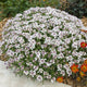 Iberis sempervirens 'Masterpiece' Perennial Bedding
