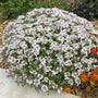 Iberis sempervirens 'Masterpiece' Perennial Bedding