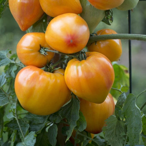 'Gourmansun' Tomato Plant Vegetables