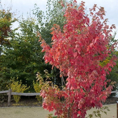 Freeman Maple Tree | Acer x freemanii 'Autumn Blaze' Ornamental Trees