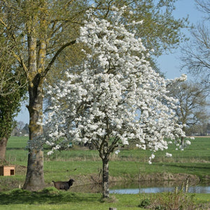 '20th Century' Japanese Pear Tree | Nashi Pear Fruit Trees