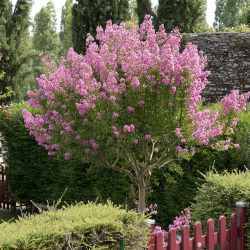 Crepe Myrtle | Lagerstroemia indica Shrubs
