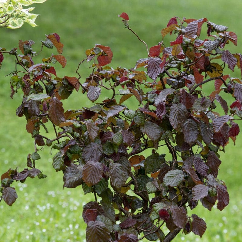 Purple Corkscrew Hazel | Corylus avellana 'Red Majestic' Ornamental Trees