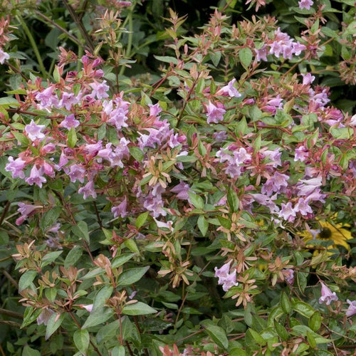 Abelia 'Edward Goucher' Shrubs