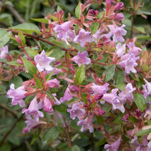 Abelia 'Edward Goucher' Shrubs