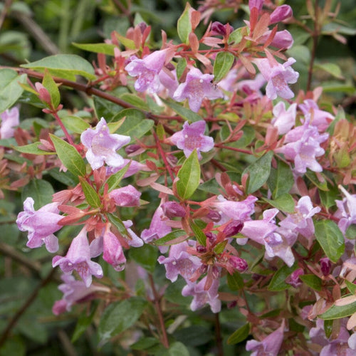 Abelia 'Edward Goucher' Shrubs